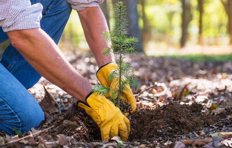 Person planting a tree